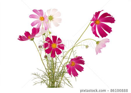 Bouquet of flowers kosmeya Bouquet of flowers kosmeya 86100888