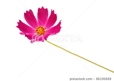 Purple flower kosmeya 86100889