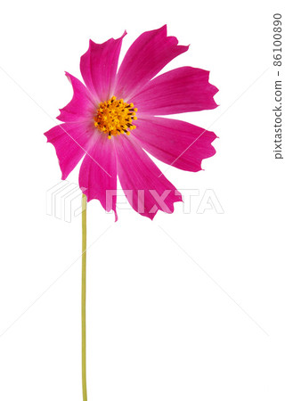 Purple flower kosmeya Purple flower kosmeya 86100890