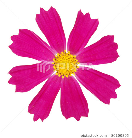 Purple kosmeya flower Purple kosmeya flower 86100895