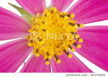 Purple kosmeya flower Purple kosmeya flower 86100900