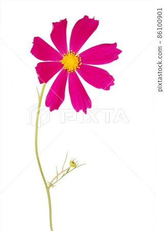 Purple flower kosmeya Purple flower kosmeya 86100901