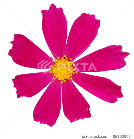 Purple kosmeya flower Purple kosmeya flower 86100902