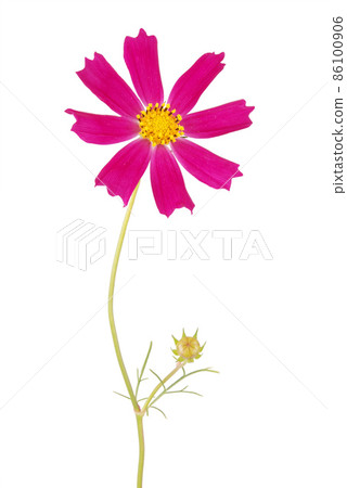 Purple flower kosmeya Purple flower kosmeya 86100906