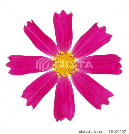 Purple kosmeya flower Purple kosmeya flower 86100907