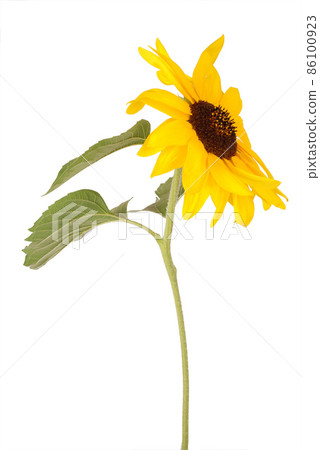 Beautiful sunflower Beautiful sunflower 86100923