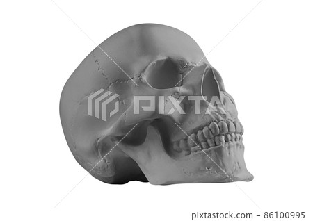 Gypsum human skull on isolated white background with clipping path. Plaster sample model skull for students of art schools. Forensic science, anatomy and art education concept. Mockup for drawing. 86100995