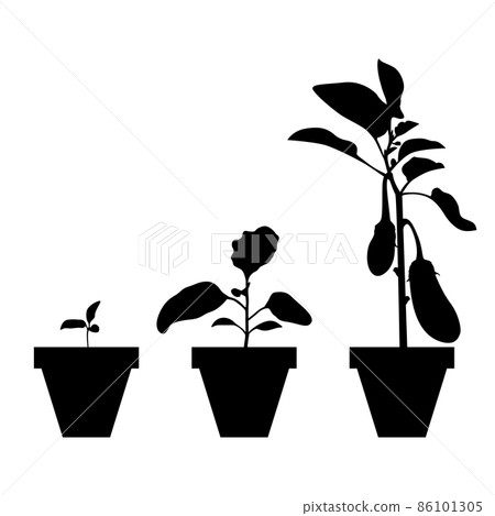 Growing eggplants in pots set 86101305