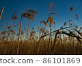冬天枯萎的蒲葦 86101869