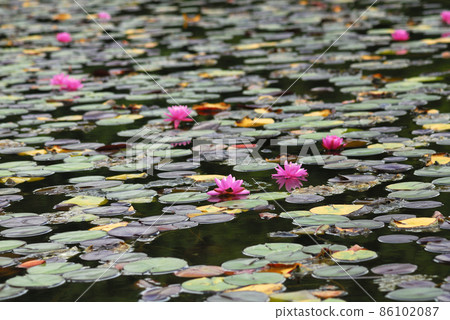 Water lily blooming in pond 86102087