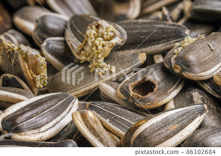 sunflower seeds corrupted with pantry flour moths sunflower seeds corrupted with pantry flour moths 86102684