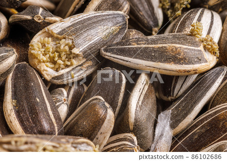 sunflower seeds corrupted with pantry flour moths sunflower seeds corrupted with pantry flour moths 86102686