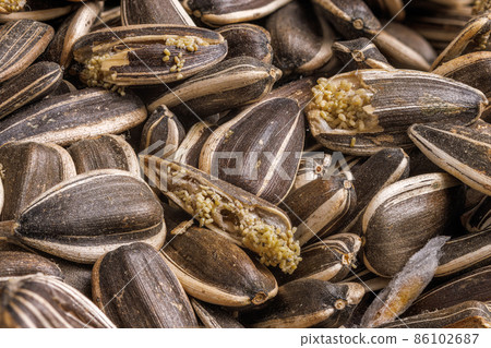 sunflower seeds corrupted with pantry flour moths sunflower seeds corrupted with pantry flour moths 86102687