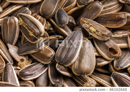 sunflower seeds corrupted with pantry flour moths sunflower seeds corrupted with pantry flour moths 86102688