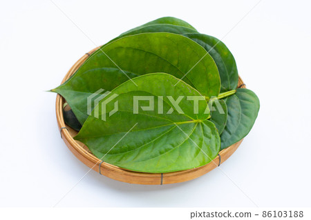 Green betel leaves, Fresh piper betle on white background Green betel leaves, Fresh piper betle on white background 86103188