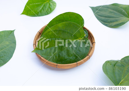 Green betel leaves, Fresh piper betle on white background Green betel leaves, Fresh piper betle on white background 86103190