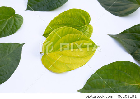 Green betel leaves, Fresh piper betle on white background Green betel leaves, Fresh piper betle on white background 86103191