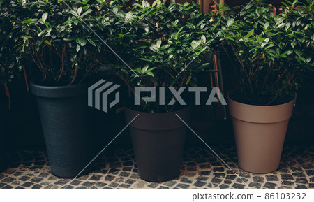 Italian patio with plants. Potted bushes to decorate buildings on a street. Street decoration. Plants in the city. 86103232