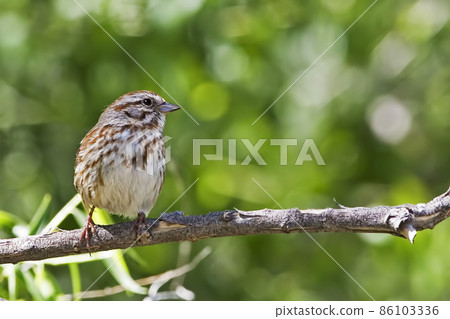 Song Sparrow, Melospiza melodia, perched on a branch 86103336