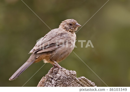 California Towhee, Melozone crissalis. close up view 86103349