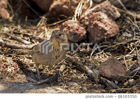 Canyon Towhee, Melozone fusca, foraging on the ground 86103350