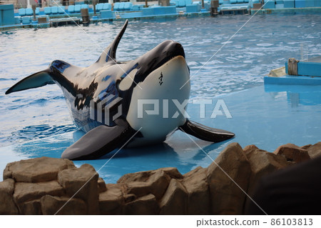 逆戟鯨在泳池場地表演的水族館表演風景 逆戟鯨在泳池場地表演的水族館表演風景 86103813