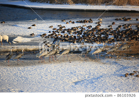 Gangwon-do Cheorwon Crane Village. Birdwatching Gangwon-do Cheorwon Crane Village. Birdwatching 86103926