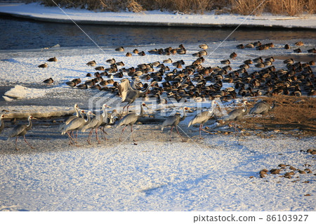 Gangwon-do Cheorwon Crane Village. Birdwatching Gangwon-do Cheorwon Crane Village. Birdwatching 86103927