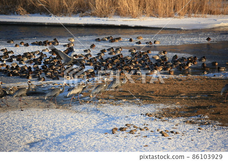 Gangwon-do Cheorwon Crane Village. Birdwatching Gangwon-do Cheorwon Crane Village. Birdwatching 86103929
