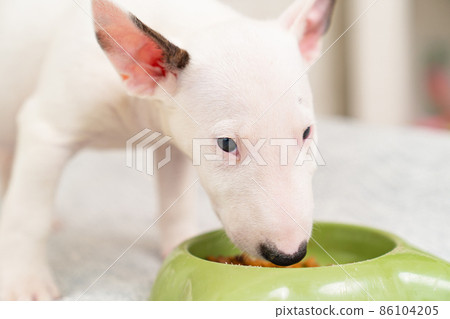 what do bull terriers eat