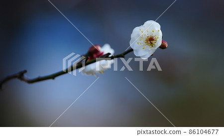 梅花：八野梅/燦爛綻放_銀界的梅花 86104677