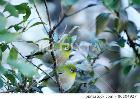 White-eye White-eye 86104927