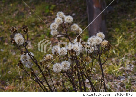 豹植物絨毛和種子 86104976