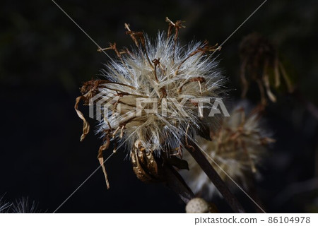 Leopard plant fluff and seeds Leopard plant fluff and seeds 86104978