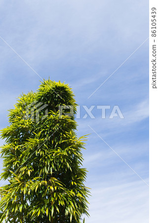 Bamboo hedge Bamboo hedge 86105439