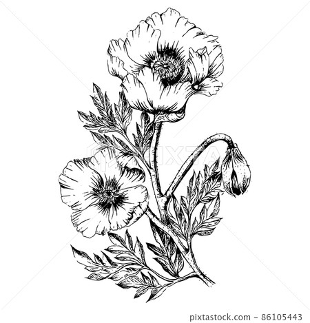 Anemone hand-painted line art line art illustration Anemone hand-painted line art line art illustration 86105443