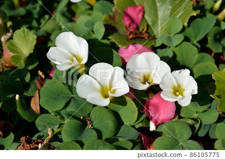 Oxalis flower 86105775