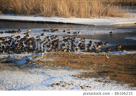 Gangwon-do, Cheorwon-gun, Cheorwon Crane Village, Exploration 86106235