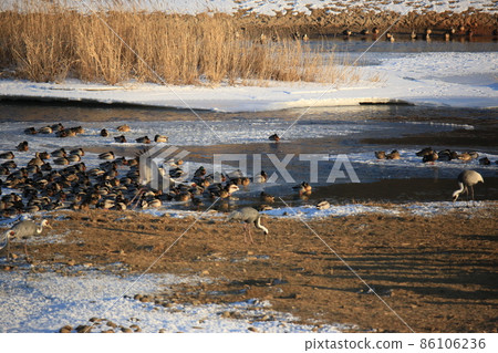 Gangwon-do, Cheorwon-gun, Cheorwon Crane Village, Exploration 86106236