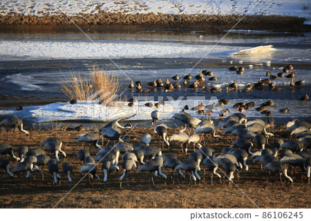 Gangwon-do, Cheorwon-gun, Cheorwon Crane Village, Exploration 86106245