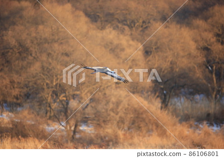 Gangwon-do Cheorwon Crane Village. Birdwatching 86106801