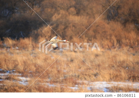 江原道鐵原鶴村觀鳥 江原道鐵原鶴村觀鳥 86106811
