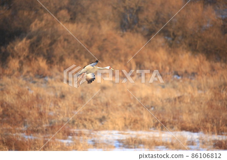 Gangwon-do Cheorwon Crane Village. Birdwatching Gangwon-do Cheorwon Crane Village. Birdwatching 86106812