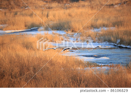 Gangwon-do Cheorwon Crane Village. Birdwatching 86106829