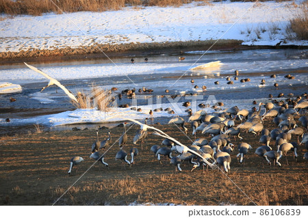 Gangwon-do Cheorwon Crane Village. Birdwatching 86106839