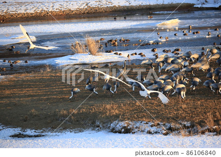 Gangwon-do Cheorwon Crane Village. Birdwatching Gangwon-do Cheorwon Crane Village. Birdwatching 86106840