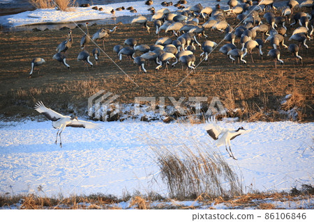 Gangwon-do Cheorwon Crane Village. Birdwatching 86106846