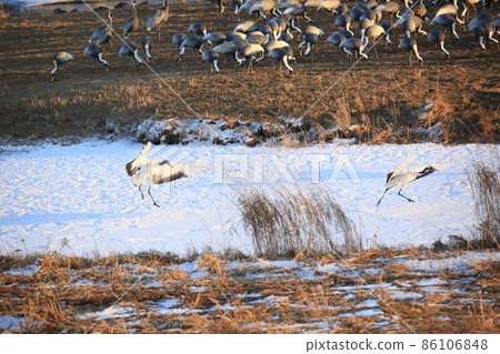Gangwon-do Cheorwon Crane Village. Birdwatching 86106848