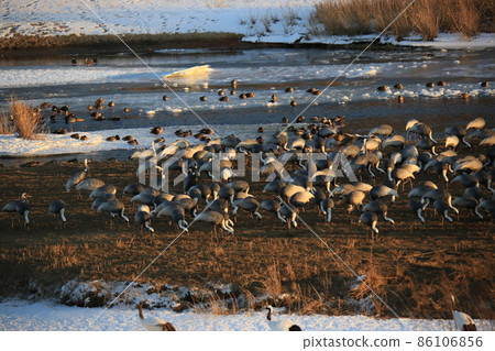 Gangwon-do Cheorwon Crane Village. Birdwatching Gangwon-do Cheorwon Crane Village. Birdwatching 86106856