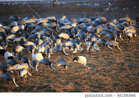 Gangwon-do Cheorwon Crane Village. Birdwatching 86106866